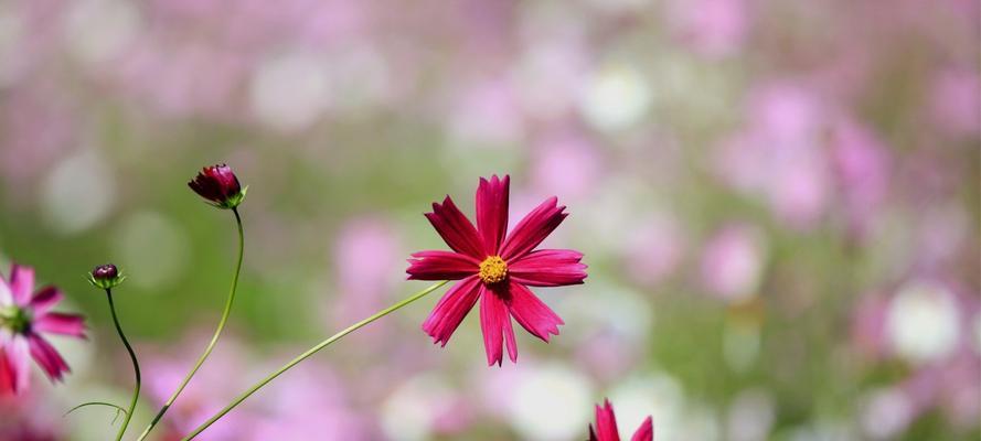 挽回爱情的艰难路——花费时间篇（通过耐心、努力和时间的积累）