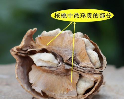 分心木的功效与作用是什么？如何正确使用分心木？