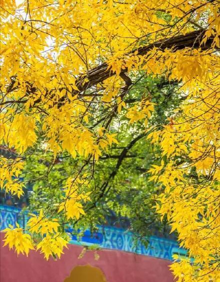 本来无一物，何处惹尘埃？如何理解禅宗的这一思想？