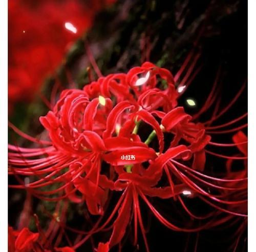 彼岸花的花语是什么？奈何桥前的传说有哪些？