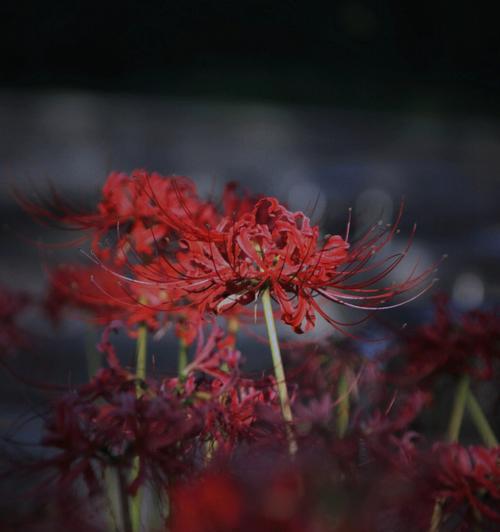 彼岸花的花语是什么？奈何桥前的传说有哪些？