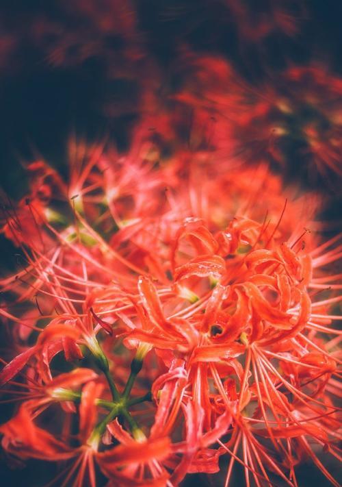 彼岸花的花语是什么？奈何桥前的传说有哪些？