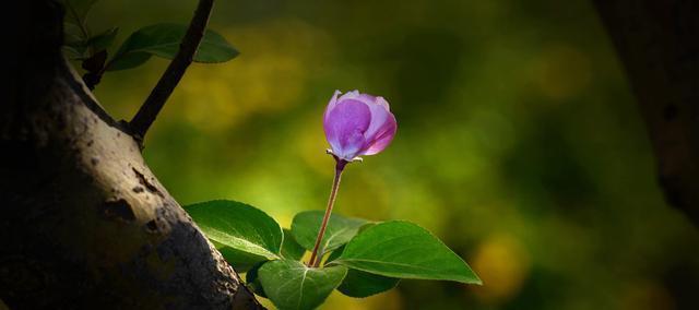 如何设定并实现个人生活目标？
