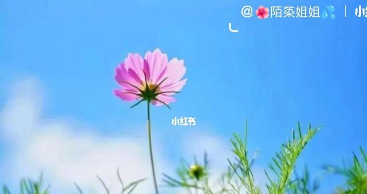 浮躁是什么意思？如何安定一颗浮躁的心？