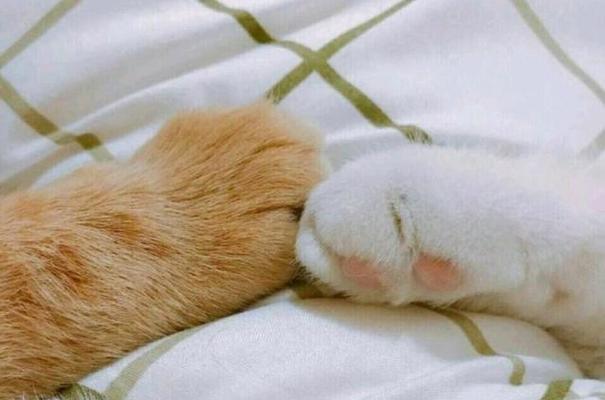 分手后如何用沙雕文案轻松恢复单身状态？